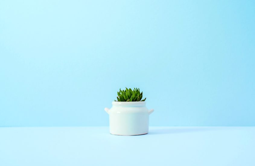 Simple photo of a small white pot with a fern in it, placed in the middle of the photo against a blue wall and on a blue surface